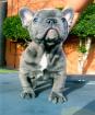 Französische und Englische Bulldogge Welpen Reinrassig mit Papieren